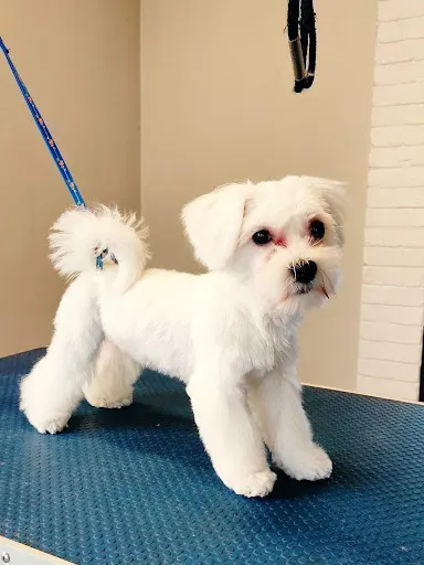 DOGGY ROOM hotel spa kota psa